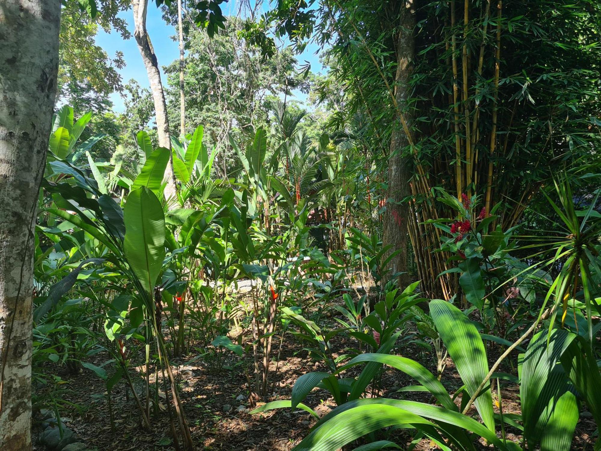 El Jardin De Playa Negra Villa Puerto Viejo de Talamanca Eksteriør bilde